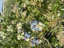 Evaluation variétale myrtille - Véraison Duke 